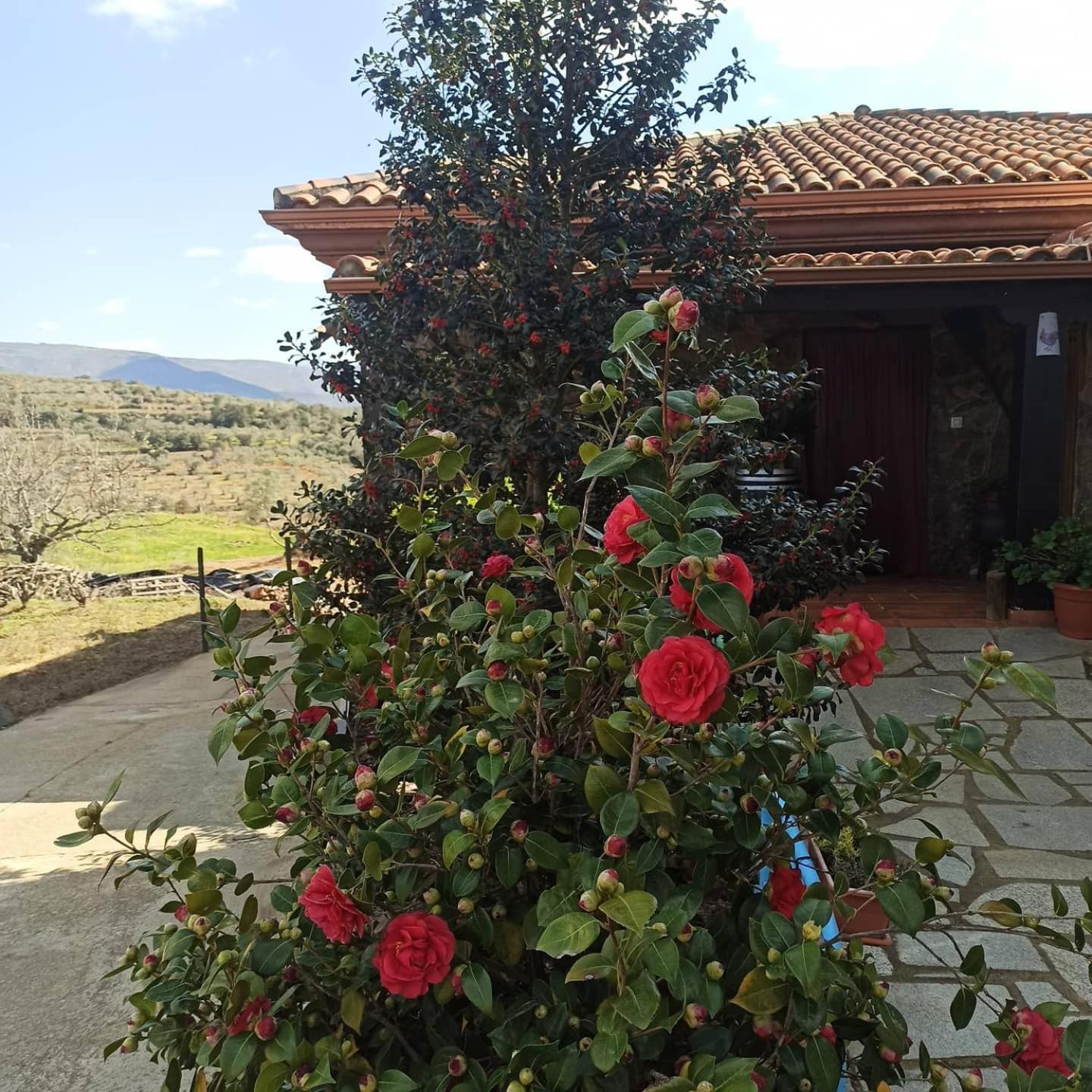 Casa Rural Los Olivos Sotoserrano Zewnętrze zdjęcie